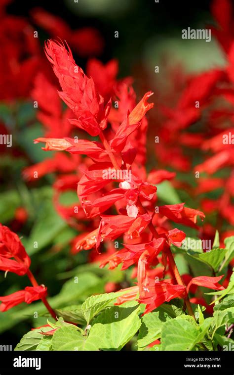 Scarlet Sage Salvia Splendens Hi Res Stock Photography And Images Alamy