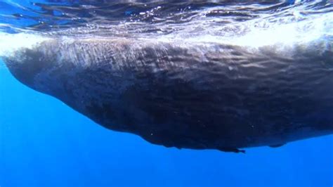 Sperm Whale Underwater Stock Video Footage Royalty Free Sperm Whale