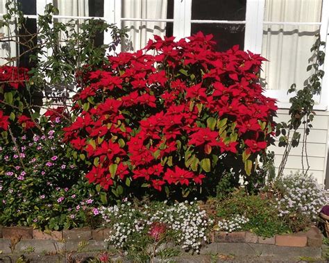 Gardensonline Euphorbia Pulcherrima