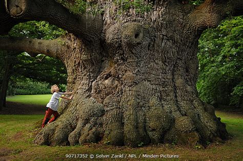 Minden Pictures Boy Looking Up At English Oak Quercus Robur