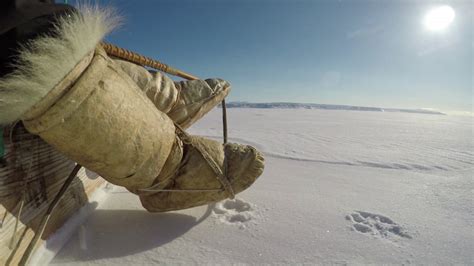 Inuit Traditions Seal Hunting In Greenland On Dog Sleds Youtube