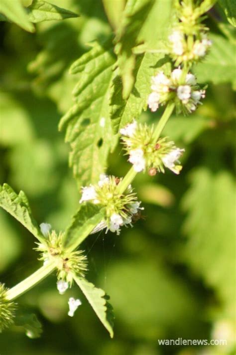 16 River Plants That Are Common In The Uk