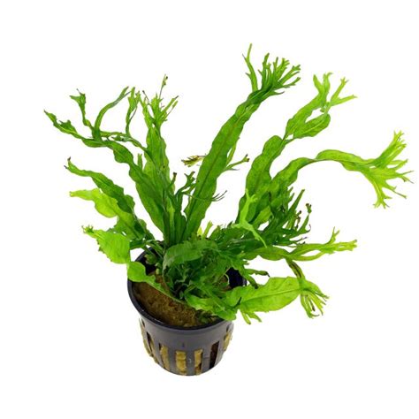 Microsorum Pteropus Windel V Pot Aquasabi Aquascaping Shop