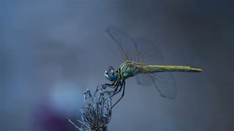 Wallpaper Dragonfly, wings, insect macro photography 5120x2880 UHD 5K Picture, Image