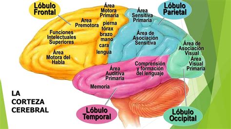 Areas Y Funciones Del Celebro Mind Map