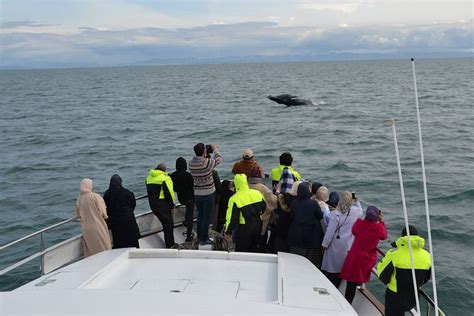 Whale Watching & Dolphin Yacht Cruise