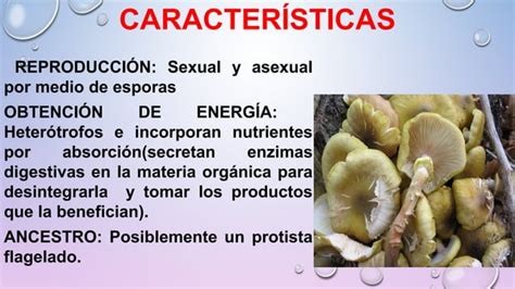 REINO FUNGI CARACTERÍSTICAS Y CLASIFICACIÓN Lic Javier Cucaita PPT