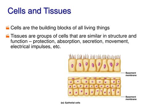 Ppt Epithelial Tissue Powerpoint Presentation Free Download Id 9101445