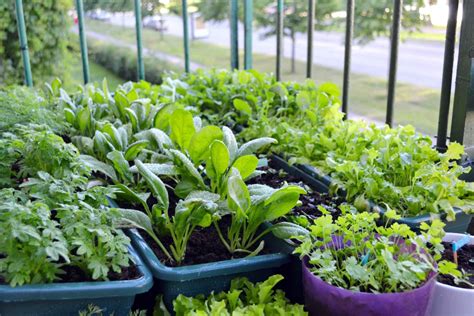 Como Fazer Sua Horta Sustent Vel Dentro De Casa Im Veis Estad O