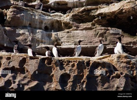 Scotland, Shetland Islands. Noss Scottish Natural Nature Reserve. Bird cliffs of Noss, nesting ...