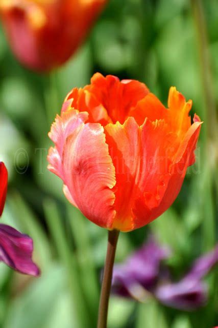 Poppy Place Pdx Blogiversary 3 Today And Flowers To Celebrate