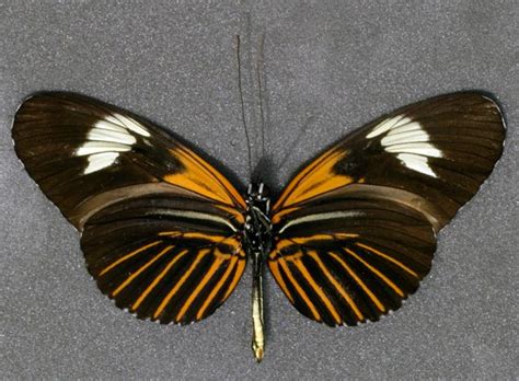 Heliconius elevatus elevatus - BioQuipBugs