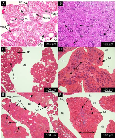 Reproductive phases of the gonads of female (left side) and male (right... | Download Scientific ...