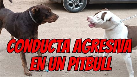 PITBULL MUY AGRESIVO ES ACOSADO POR PERROS DE LA CALLE CONTROL DE