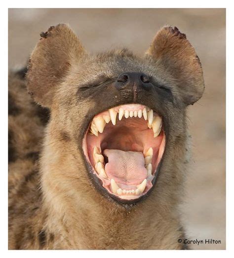 hyena | Hyena, Animals wild, African animals