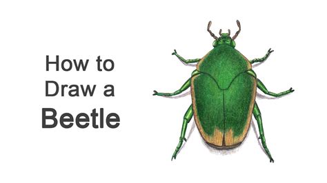 How To Draw A Beetle Figeater Beetle YouTube