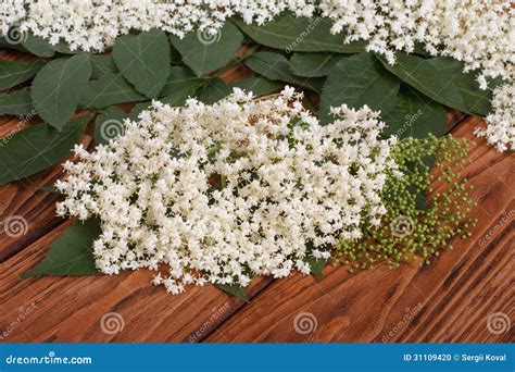 Flowers of Elderberry with Green Leaves Stock Photo - Image of leaf ...