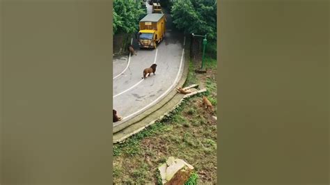 Largest Lion Pride Ever Blocking Road In Kruger Park Shorts