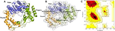 a Cartoon representation of modeled three-dimensional structure of RdRP ...