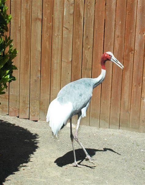 Sarus Crane - Cougar Mountain Zoo