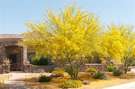 Drought Tolerant Plants For Hot And Dry Places