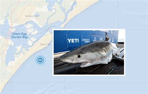 10 Foot Great White Shark Detected Off Nj Coast Memorial Day Weekend