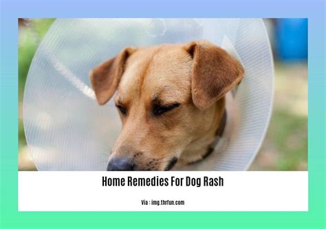 - Home Remedies for Dog Rash: Natural and Effective Solutions for Itchy and Irritated Skin ...