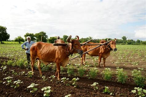 Indian Farmer Ploughing Bull His Field Maharashtra India Stock Photo