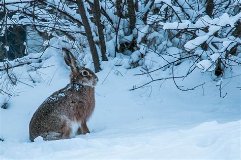 Winter Hare Fur · Free photo on Pixabay