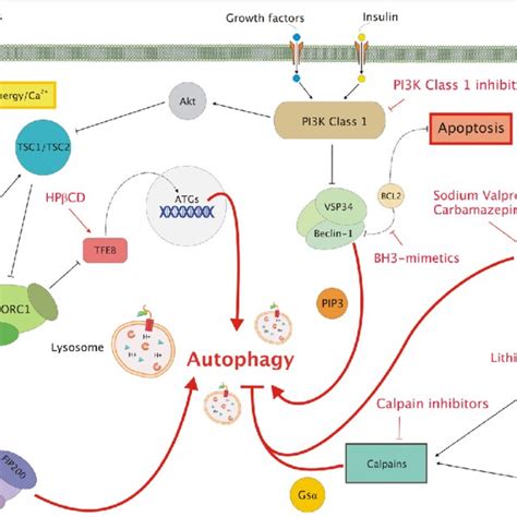 Molecular Regulation Of Macroautophagy And Targets For Pharmacological