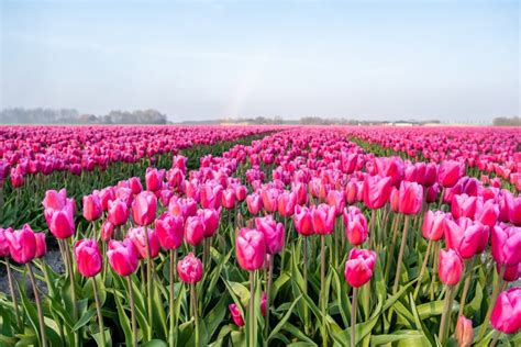 Colorful Tulip Fields In The Netherlands During Spring Flevoland Noordoostpolder Colourful