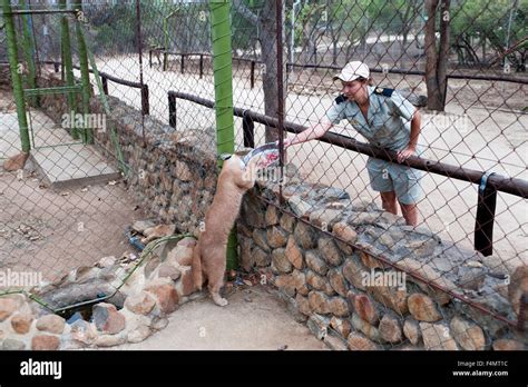 Hoedspruit Endangered Species Centre Kapama Game Reserve South Africa