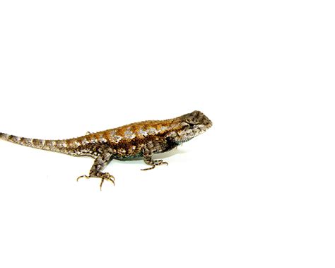 Southern Fence Swift Lizards For Sale | American Reptile Distributors