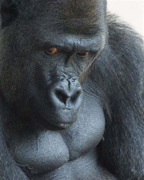 A Silverback Gorilla at Riverbanks Zoo in Columbia SC | Smithsonian ...