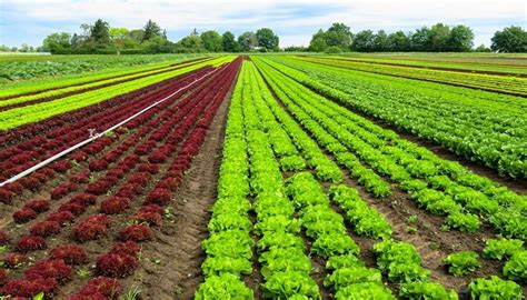 Tipos De Agricultura Y Su Importancia En La Sociedad