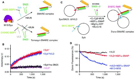 Munc Catalyzed Transition From The Munc Syntaxin Complex To The