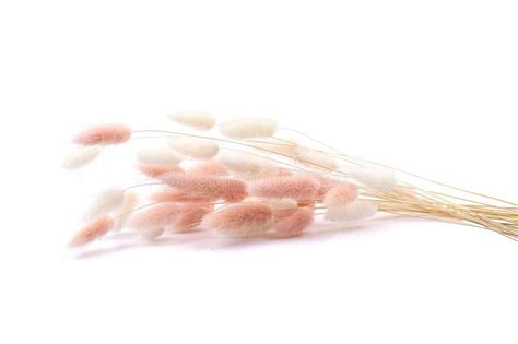 White And Pink Fluffy Bunny Tails Grass Isolated On White Background