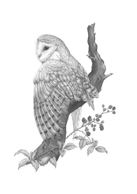 Tyto Alba Barn Owl Pencil Drawing By Kerry Jane Wildlife Art Print