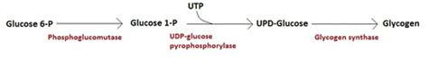 Biochem 501 PPP G6PD Glycogen Synthesis Flashcards Quizlet