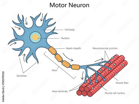 Human Anatomy Of A Motor Neuron Including Its Parts Like The Axon And Dendrites Structure