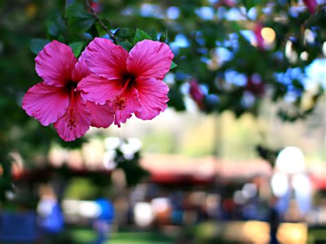 Free wild hibiscus Stock Photo - FreeImages.com