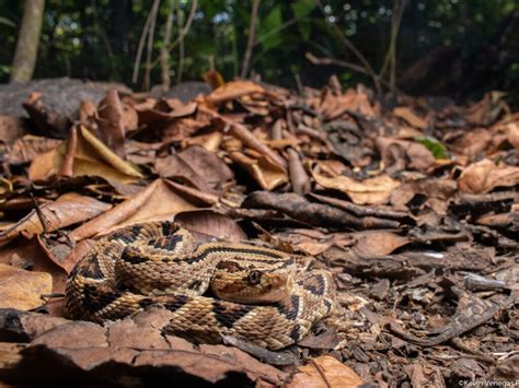 THE ICONIC SNAKES OF COSTA RICA - ecoterraadventures.com