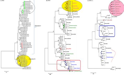 Phylogenetic Consensus Tree Constructed Using Bayesian Inference