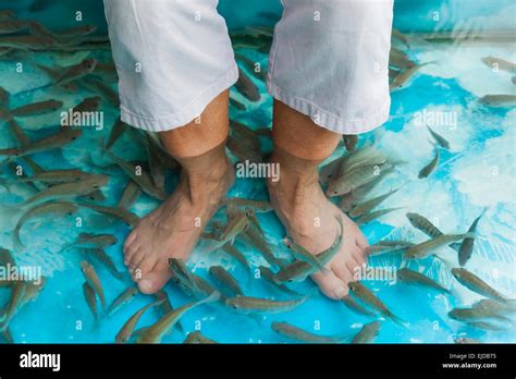 Cambodia Siem Reap Feet In Fish Massage Pool Stock Photo Alamy