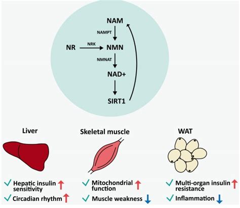 The Importance of NAD Metabolism in White Adipose |UDCA