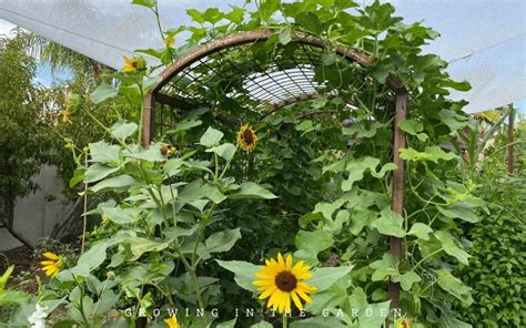 Vegetable Gardening in Arizona - Growing In The Garden