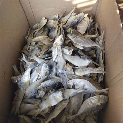 Ikan Asin Campur Murah Kg Lazada Indonesia