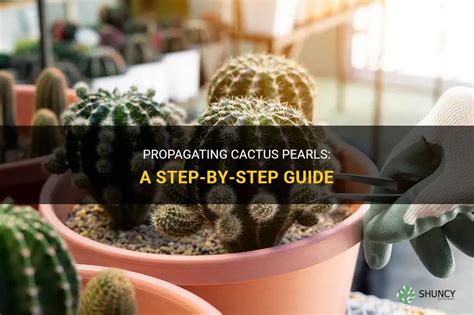 Propagating Cactus Pearls A Step By Step Guide Shuncy