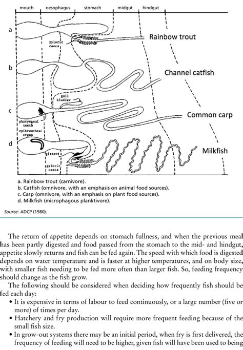 Diagrammatic representation of the digestive anatomy of different types... | Download Scientific ...