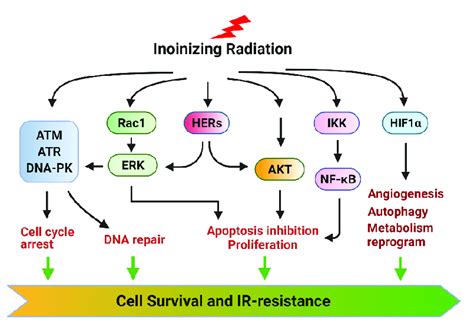 Overview Of Ionizing Radiation Induced Signaling Pathways That Promote Download Scientific